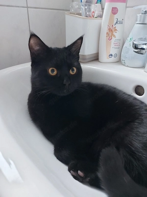 schwarze Kater jung geimpft gechipt kastriert 