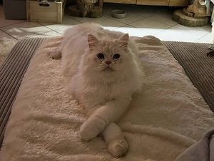 Britisch Langhaar Kater 6 Monate