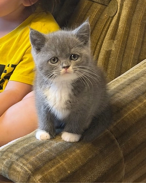 Bkh britisch Katzenbaby männlich