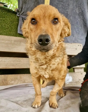 Curly möchte endlich ankommen