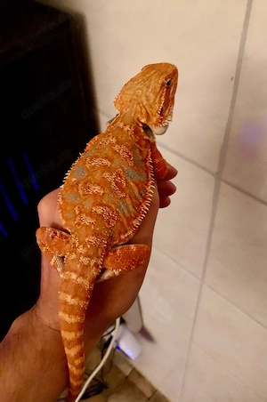 Bartagame weiblich blue tiger red orange