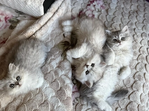 Zauberhafte Chinchilla Perser kitten 