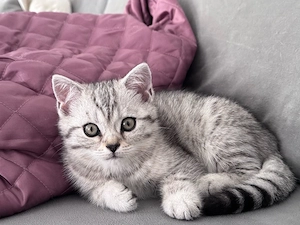 reinrassige Brithisch Kurzhaar Mädchen Kitten*Babykatze