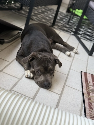 Toller Hund sucht schönes zu Hause 
