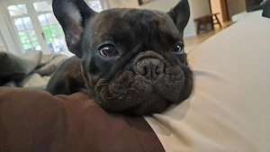 Französische Bulldogge Elli sucht nach Beißvorfall liebes Zuhause