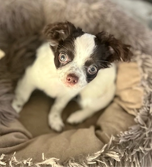 Chihuahua Langhaar Welpe