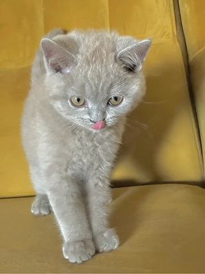 britisch kurzhaar kitten