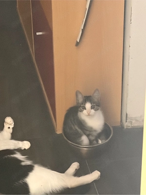 babykater abzugeben 