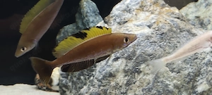 Cyprochromis microlepidotus mukuruga 