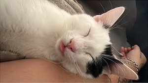      Schweren Herzens suchen wir ein liebevolles Für-immer-Zuhause für unseren Kater Snoopy!     