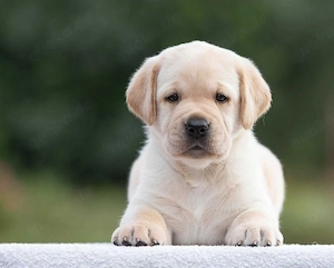 Liebevolle Labrador Retriever Welpen   treue Freunde auf vier Pfoten