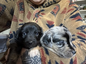 9 Australian-Shepherd Golden Retriever Welpen