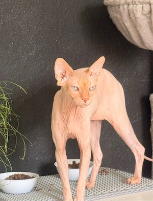 Sphynx-Notfall: Liebevoller Kater 