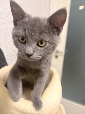 BKH Kitten + Zubehör + Impfausweis