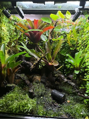 Komplettes Regenwaldterarium