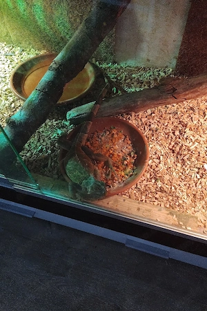 leguane Reptilien 