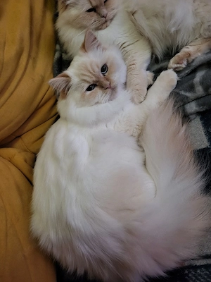 Ragdoll Katze