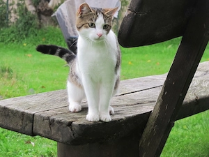Junge Katze in liebevolle Hände abzugeben