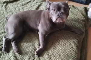 Französische Bulldogge Dame
