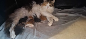 Maine Coon Kitten