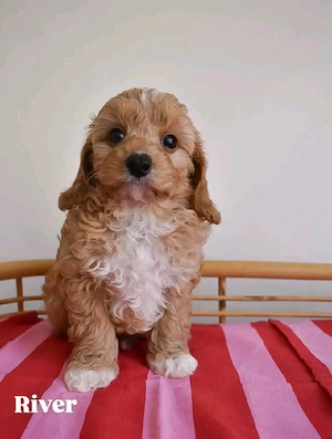 Cavapoo-Welpen verfügbar und bereit, in ihr neues Zuhause umzuziehen.