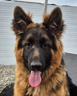 Deutscher Schäferhund 