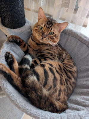 Bengal Kater reinrassige Bengalkatze