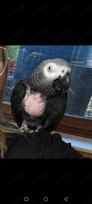 Graupapagei Felix 2003 sucht neues Zuhause    