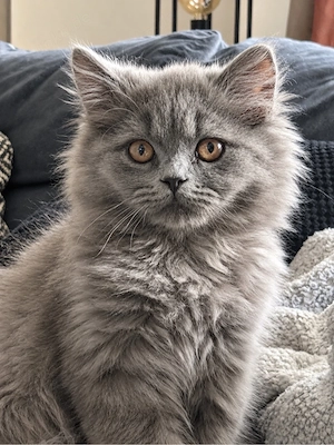 Süßer Britisch Langhaar Kater (BLH) sucht ein neues Zuhause