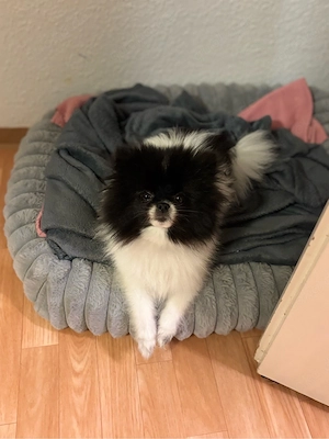 Angel sucht neues zuhause.