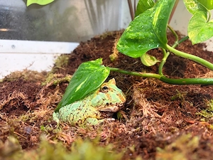 Pacman Frosch (Schmuckhornfrosch) in liebevolle Hände abzugeben