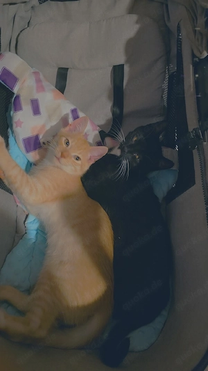süße Katzenbrüder 