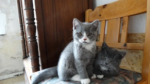 Reinrassige BKH Kitten