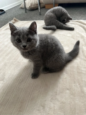 Reinrasige Bkh Kitten