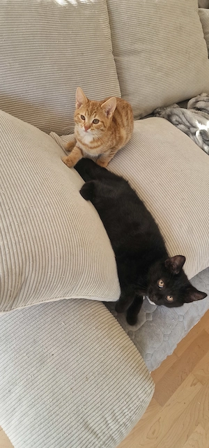 Kätzchen Paarweise 2 mal schwarz 2 mal Orange