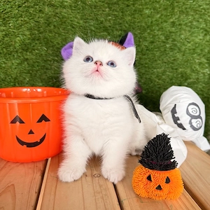 Britisch Kurzhaar BKH Kitten 