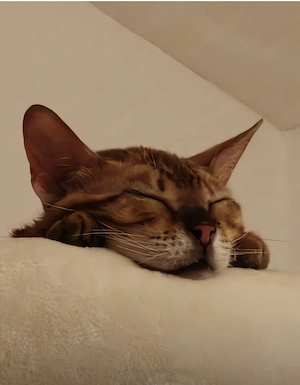 Bildschönes Bengal Mädchen 
