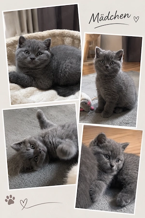 Bkh kitten letzte Mädchen Grau