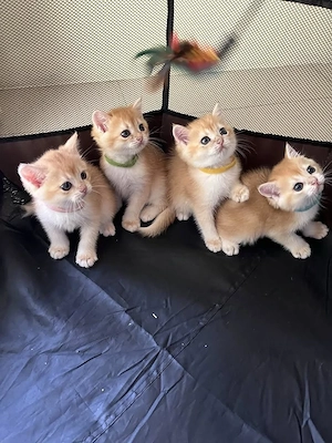 Britisch Kurzhaar-Kätzchen zur Adoption