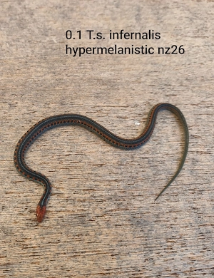 Thamnophis sirtalis infernalis 