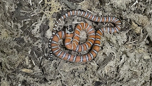 Lampropeltis knoblochi NZ