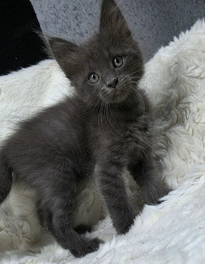 Maine-Coon-Kätzchen suchen ein neues Zuhause