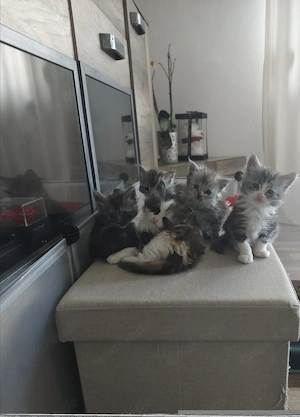 Maine Coon Kitten 
