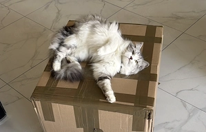 Junge türkische Angora zu verkaufen.