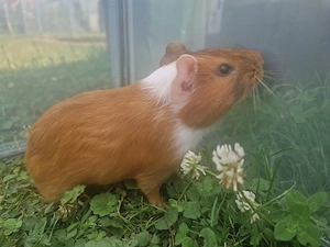 Meerschweinchen Böckchen Zuchtböckchen 