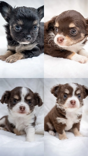 Chihuahua Welpen suchen ihr Körbchen 