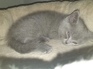britische kurzarrkatze Baby 