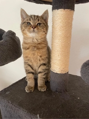 BKH  Britisch Kurzhaar Kitten
