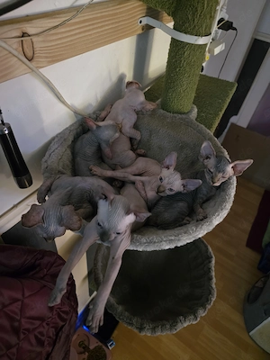 Jungen sphynx canadian Katzen 