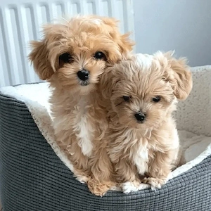 Süße Maltipoo Welpen   kleine Fellnasen mit großem Herzen